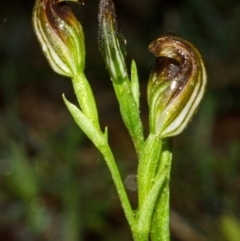 Pterostylis sp. (A Greenhood) at Yerriyong State Forest - 17 Mar 2012 by AlanS