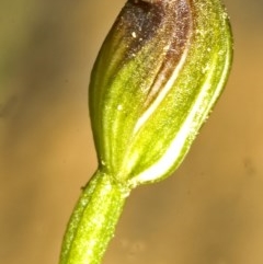 Pterostylis sp. (A Greenhood) at Yerriyong, NSW - 31 Mar 2007 by AlanS