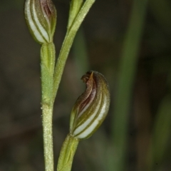 Pterostylis sp. (A Greenhood) at Browns Mountain, NSW - 3 Mar 2011 by AlanS