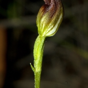 Pterostylis sp. at Browns Mountain, NSW - suppressed