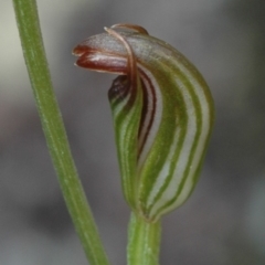 Pterostylis ventricosa at Falls Creek, NSW - 13 Apr 2005 by AlanS