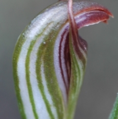 Pterostylis ventricosa at Falls Creek, NSW - suppressed