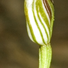 Pterostylis ventricosa at Ulladulla, NSW - 4 May 2007 by AlanS