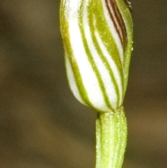 Pterostylis ventricosa at Ulladulla, NSW - 3 May 2007 by AlanS