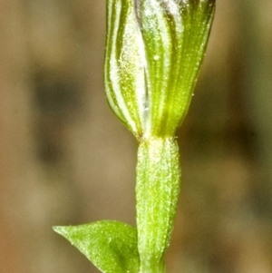 Pterostylis ventricosa at Ulladulla, NSW - 4 May 2007