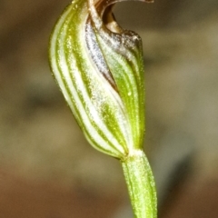 Pterostylis ventricosa at Ulladulla, NSW - suppressed