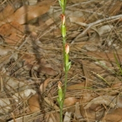 Pterostylis ventricosa at Saint Georges Basin, NSW - 1 May 2007 by AlanS