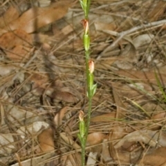 Pterostylis ventricosa at Saint Georges Basin, NSW - 2 May 2007 by AlanS