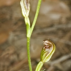 Pterostylis ventricosa at Saint Georges Basin, NSW - suppressed