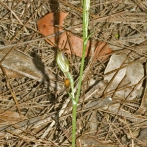 Pterostylis ventricosa at Saint Georges Basin, NSW - suppressed