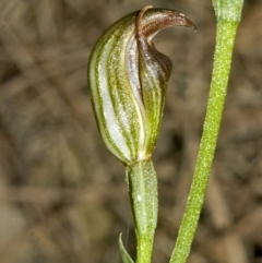 Pterostylis ventricosa at Saint Georges Basin, NSW - 2 May 2007