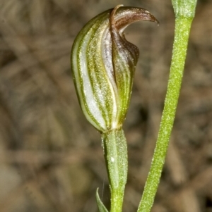 Pterostylis ventricosa at Saint Georges Basin, NSW - suppressed