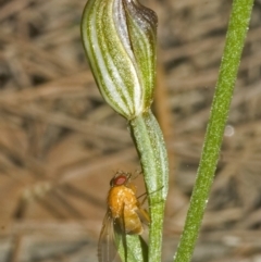 Pterostylis ventricosa at Saint Georges Basin, NSW - suppressed