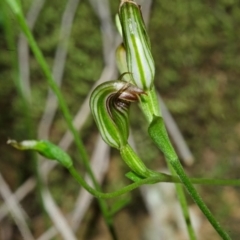 Pterostylis ventricosa at Falls Creek, NSW - 28 Apr 2014 by AlanS