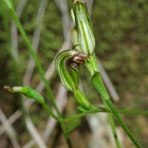 Pterostylis ventricosa at Falls Creek, NSW - suppressed