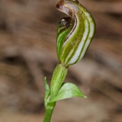 Pterostylis ventricosa at Tomerong, NSW - 28 Apr 2014 by AlanS