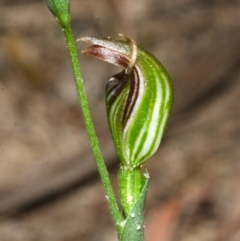 Pterostylis ventricosa at Tomerong, NSW - 29 Apr 2014