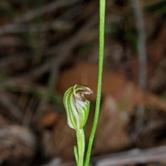 Pterostylis ventricosa at Tomerong, NSW - 29 Apr 2014