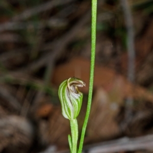 Pterostylis ventricosa at Tomerong, NSW - 29 Apr 2014
