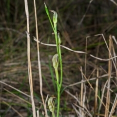 Pterostylis ventricosa at Tomerong, NSW - suppressed