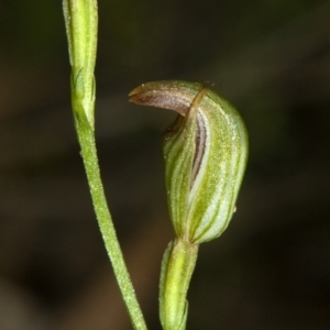 Pterostylis ventricosa at Falls Creek, NSW - 25 Apr 2009