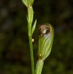 Pterostylis ventricosa at Falls Creek, NSW - suppressed