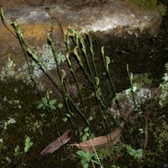 Pterostylis ventricosa at Falls Creek, NSW - suppressed