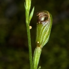 Pterostylis ventricosa at Falls Creek, NSW - suppressed