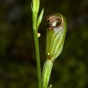 Pterostylis ventricosa at Falls Creek, NSW - suppressed