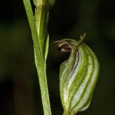 Pterostylis ventricosa at Colymea State Conservation Area - 26 Apr 2010 by AlanS