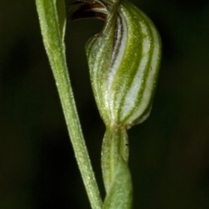 Pterostylis ventricosa at Yerriyong, NSW - suppressed