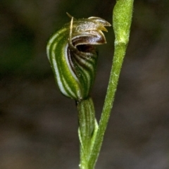 Pterostylis ventricosa at Yerriyong, NSW - 27 Apr 2010