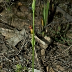 Pterostylis ventricosa at Yerriyong, NSW - suppressed