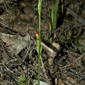 Pterostylis ventricosa at Yerriyong, NSW - 27 Apr 2010