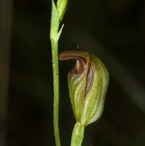 Pterostylis ventricosa at Saint Georges Basin, NSW - 30 Apr 2009