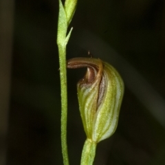 Pterostylis ventricosa at Saint Georges Basin, NSW - 29 Apr 2009 by AlanS