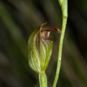 Pterostylis ventricosa at Saint Georges Basin, NSW - 30 Apr 2009