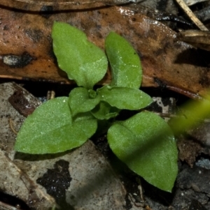 Pterostylis ventricosa at Saint Georges Basin, NSW - 30 Apr 2009