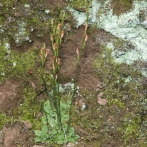 Pterostylis ventricosa at Falls Creek, NSW - 22 May 2011