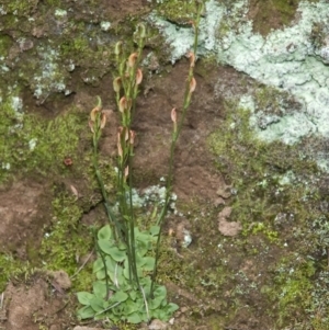 Pterostylis ventricosa at Falls Creek, NSW - suppressed