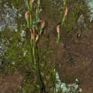 Pterostylis ventricosa at Falls Creek, NSW - 22 May 2011