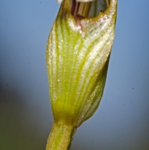 Pterostylis ventricosa at Tianjara, NSW - suppressed