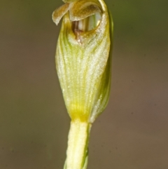 Pterostylis ventricosa at Tianjara, NSW - suppressed