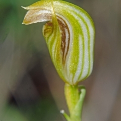 Pterostylis ventricosa at Tianjara, NSW - suppressed