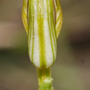 Pterostylis ventricosa at Tianjara, NSW - suppressed