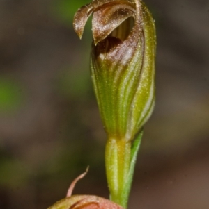 Pterostylis ventricosa at Saint Georges Basin, NSW - suppressed