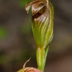 Pterostylis ventricosa at Saint Georges Basin, NSW - 16 May 2013 by AlanS