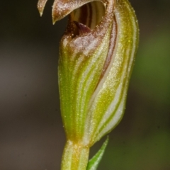 Pterostylis ventricosa at Saint Georges Basin, NSW - 17 May 2013
