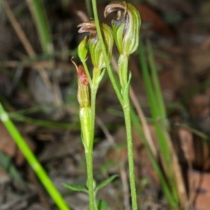 Pterostylis ventricosa at Saint Georges Basin, NSW - suppressed