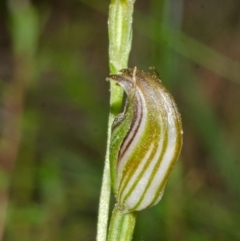 Pterostylis ventricosa at Saint Georges Basin, NSW - suppressed